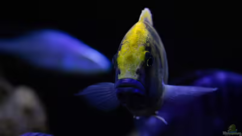 Besatz im Aquarium Mein Räubertraum von RalfB (63)