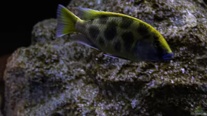 Besatz im Aquarium Mein Räubertraum von RalfB (64)