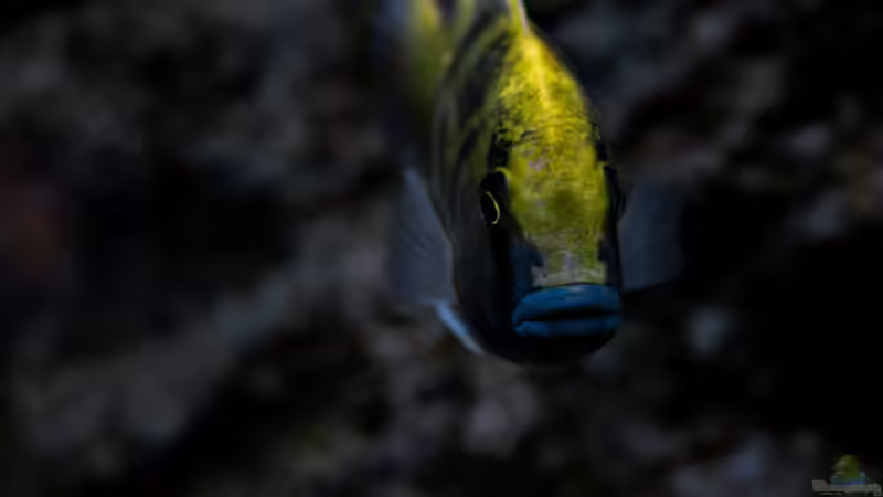 Besatz im Aquarium Mein Räubertraum von RalfB (66)