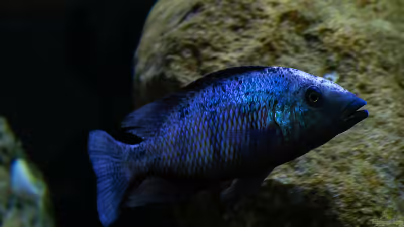 Besatz im Aquarium Mein Räubertraum von RalfB (68)