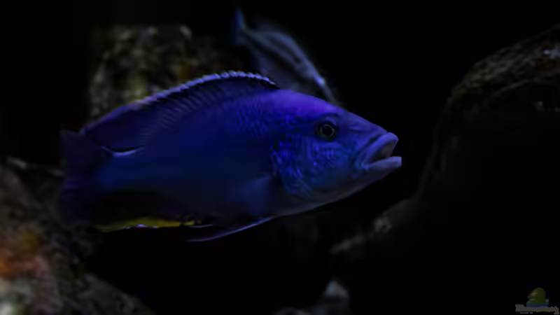 Besatz im Aquarium Mein Räubertraum von RalfB (69)