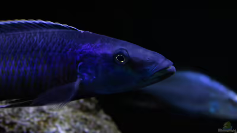 Besatz im Aquarium Mein Räubertraum von RalfB (70)