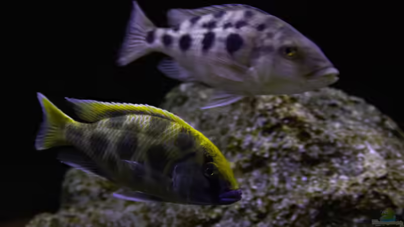 Besatz im Aquarium Mein Räubertraum von RalfB (72)