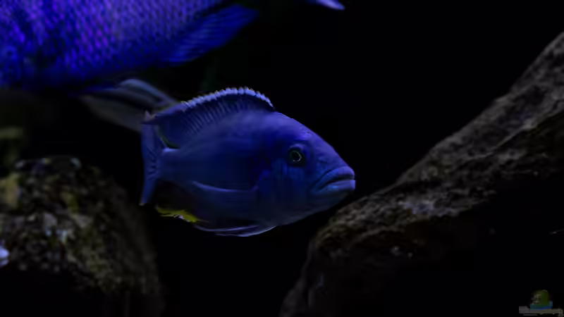 Besatz im Aquarium Mein Räubertraum von RalfB (73)