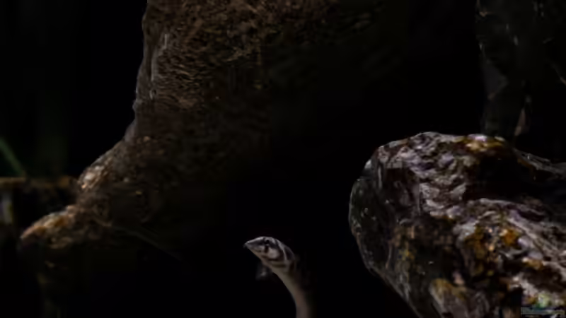 Besatz im Aquarium Mein Räubertraum von RalfB (74)