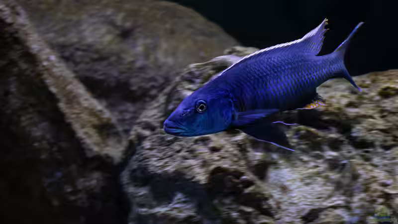 Besatz im Aquarium Mein Räubertraum von RalfB (76)