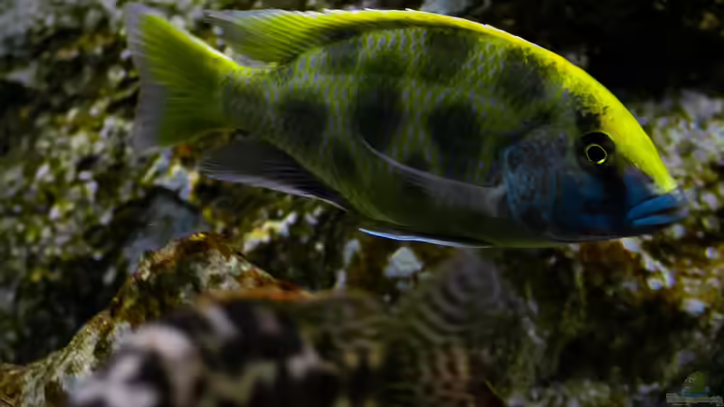 Besatz im Aquarium Mein Räubertraum von RalfB (77)