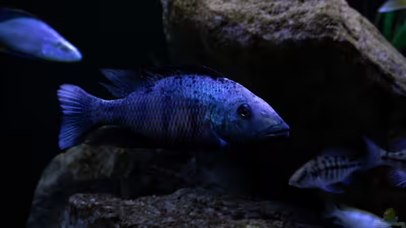 Besatz im Aquarium Mein Räubertraum von RalfB (78)