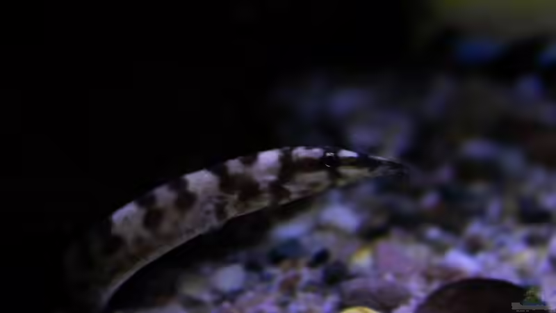 Besatz im Aquarium Mein Räubertraum von RalfB (79)