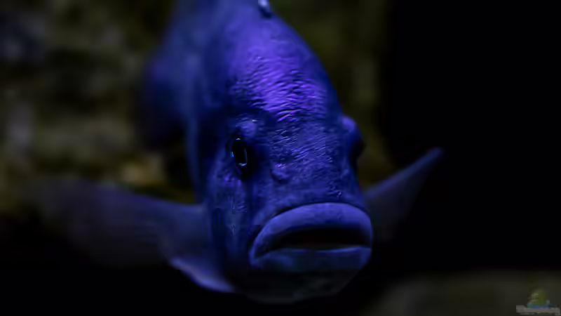 Besatz im Aquarium Mein Räubertraum von RalfB (80)