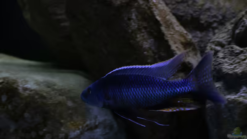 Besatz im Aquarium Mein Räubertraum von RalfB (81)