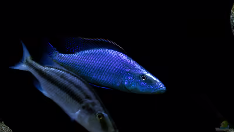 Besatz im Aquarium Mein Räubertraum von RalfB (82)