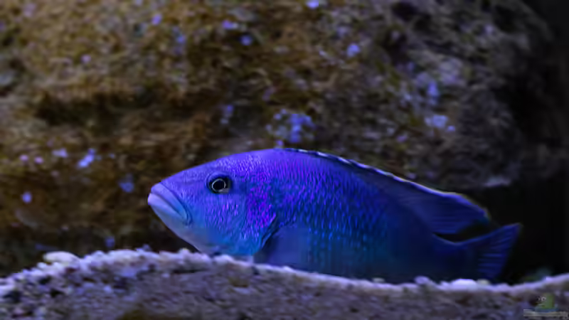 Besatz im Aquarium Mein Räubertraum von RalfB (83)