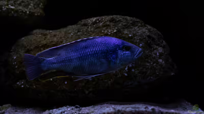 Besatz im Aquarium Mein Räubertraum von RalfB (84)