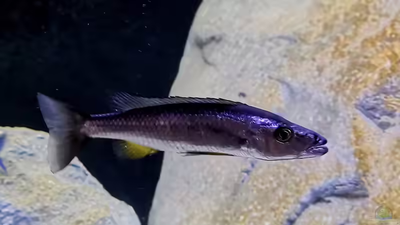 Besatz im Aquarium Mein Räubertraum von RalfB (86)