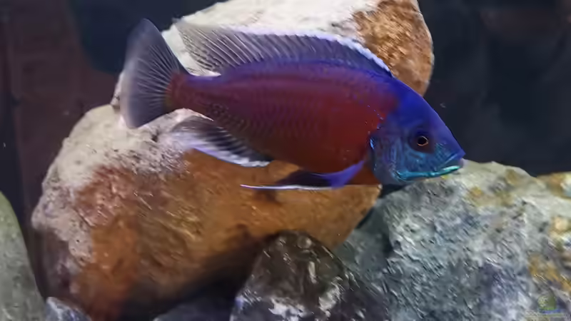 Besatz im Aquarium Mein Räubertraum von RalfB (87)