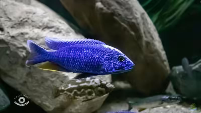 Besatz im Aquarium Mein Räubertraum von RalfB (88)