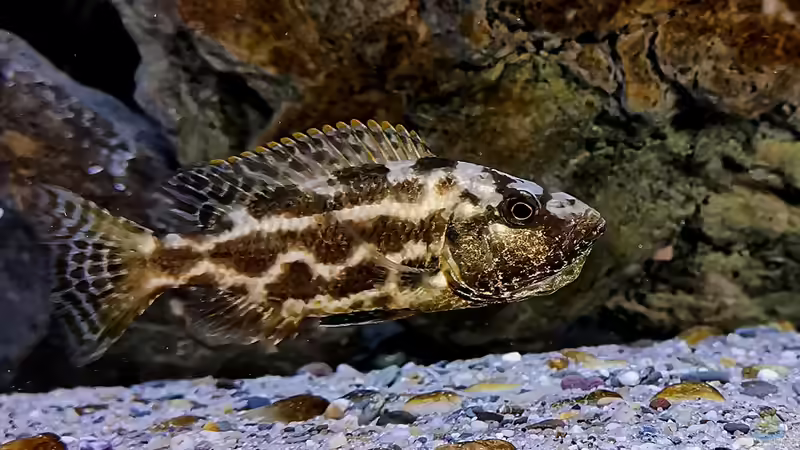 Besatz im Aquarium Mein Räubertraum von RalfB (89)