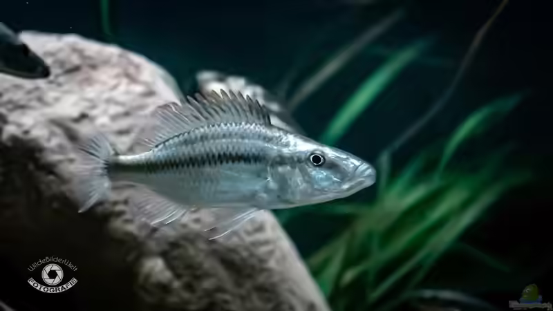 Besatz im Aquarium Mein Räubertraum von RalfB (91)