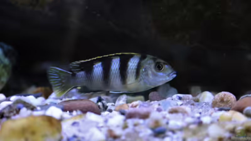 Besatz im Aquarium Mein Räubertraum von RalfB (94)