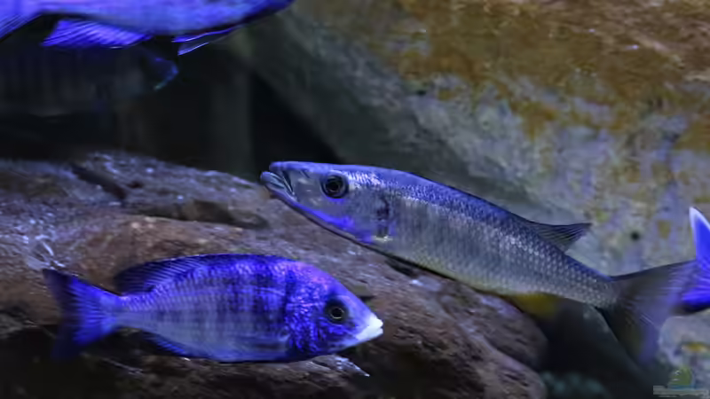 Besatz im Aquarium Mein Räubertraum von RalfB (95)