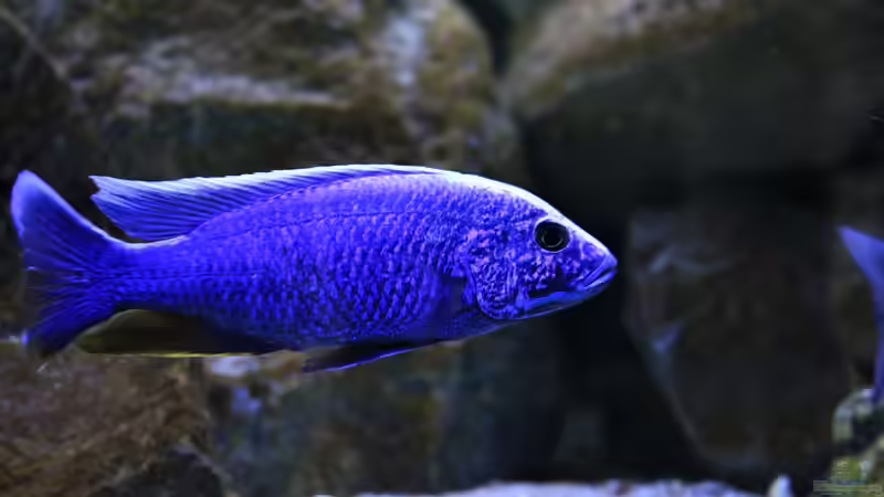 Besatz im Aquarium Mein Räubertraum von RalfB (96)