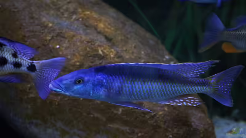 Besatz im Aquarium Mein Räubertraum von RalfB (97)