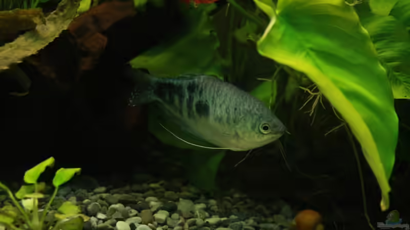 Besatz im Aquarium Mein Schatz von AndyK (12)