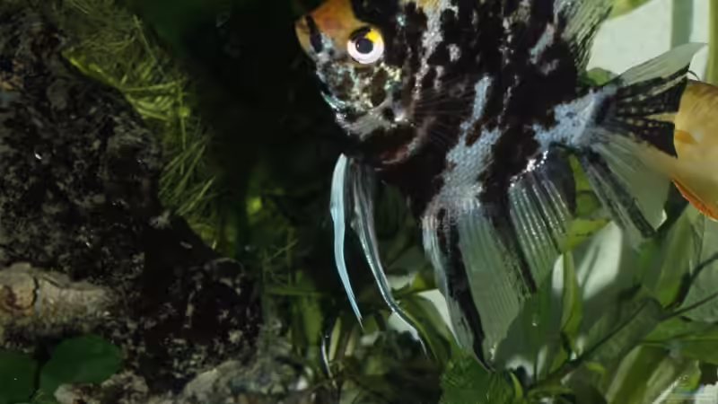 Besatz im Aquarium Mein Schatz von AndyK (13)