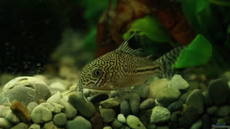 Besatz im Aquarium Mein Schatz von AndyK (14)