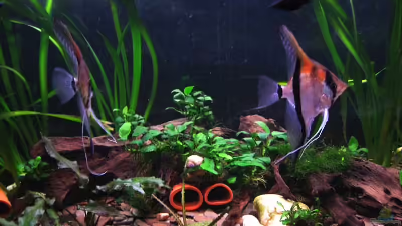 Besatz im Aquarium mein stubenbecken von Frank Müller (3)