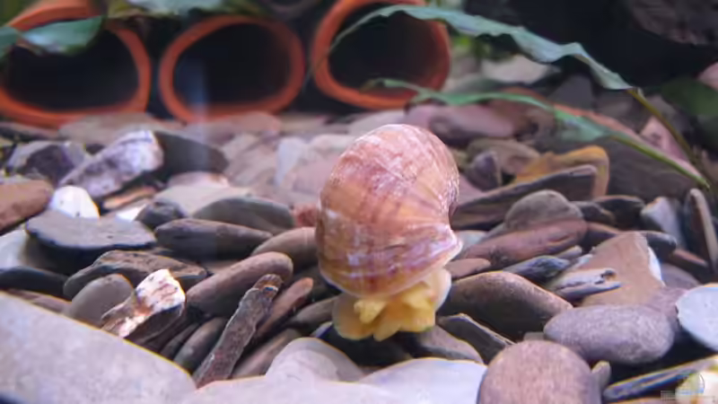 Besatz im Aquarium mein stubenbecken von Frank Müller (6)