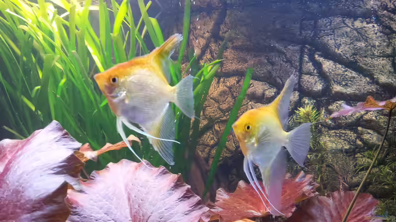 Besatz im Aquarium Mein Südamerika von David Kussmann (8)