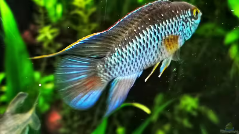 Besatz im Aquarium Mein Südamerika von Heike Fuchs (100)