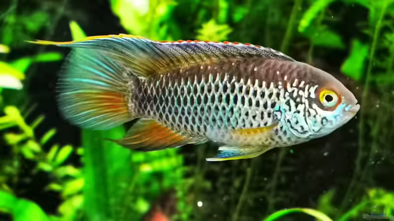 Besatz im Aquarium Mein Südamerika von Heike Fuchs (101)