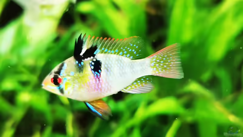 Besatz im Aquarium Mein Südamerika von Heike Fuchs (94)