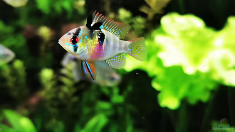 Besatz im Aquarium Mein Südamerika von Heike Fuchs (95)