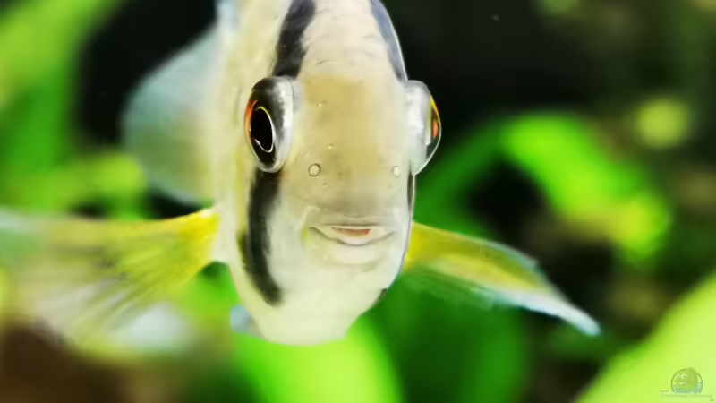 Besatz im Aquarium Mein Südamerika von Heike Fuchs (96)