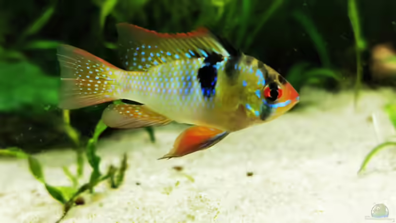 Besatz im Aquarium Mein Südamerika von Heike Fuchs (97)