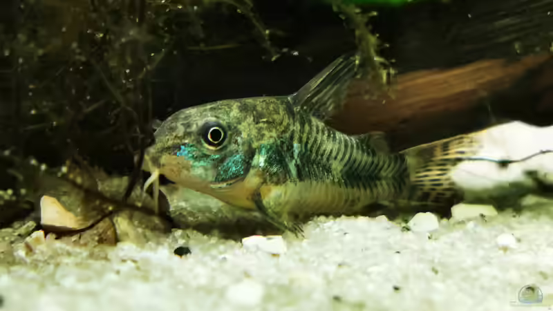 Besatz im Aquarium Mein Südamerika von Heike Fuchs (98)