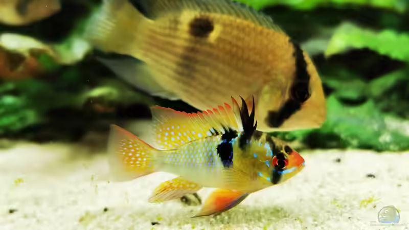 Besatz im Aquarium Mein Südamerika von Heike Fuchs (99)