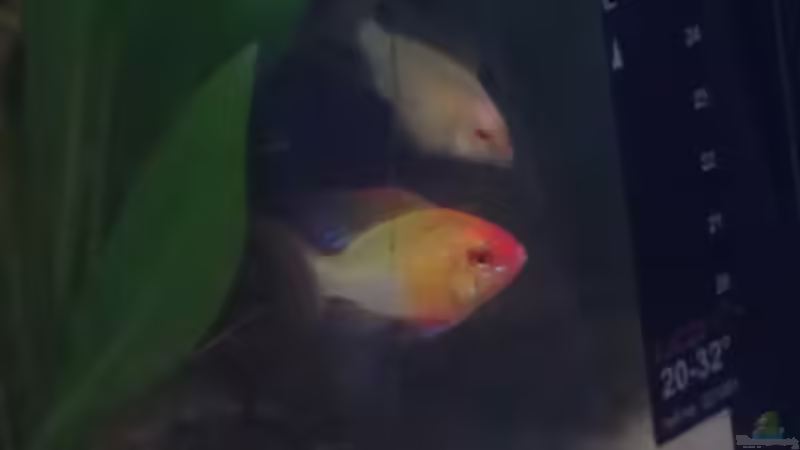 Besatz im Aquarium Mein Südamerikatraum ) von Tobi L. (37)