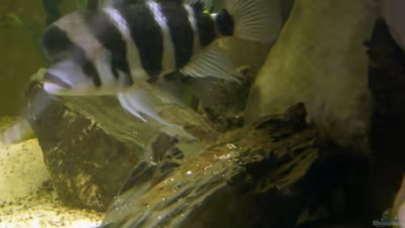 Besatz im Aquarium Mein Tanganjika (nur noch als Beispiel) von stonis-home (29)