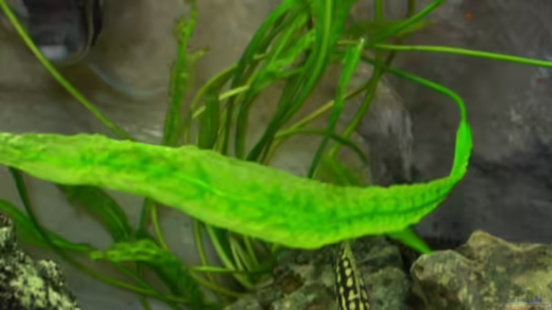 Besatz im Aquarium Mein Tanganjika (nur noch als Beispiel) von stonis-home (31)