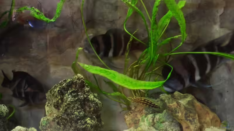 Besatz im Aquarium Mein Tanganjika (nur noch als Beispiel) von stonis-home (32)