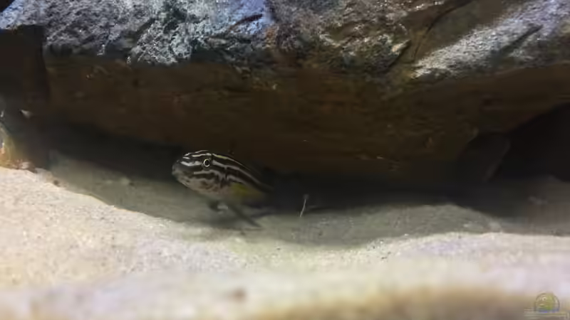 Besatz im Aquarium Mein Tanganjikabecken von Maxi13 (6)