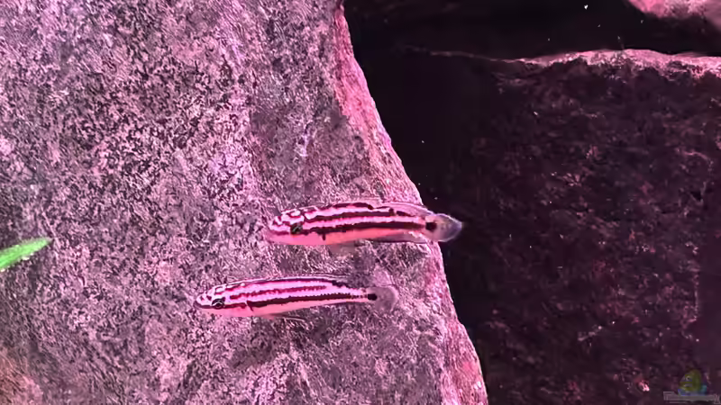 Besatz im Aquarium Mein Tanganjikasee von Mamba (11)