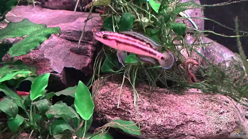 Besatz im Aquarium Mein Tanganjikasee von Mamba (8)