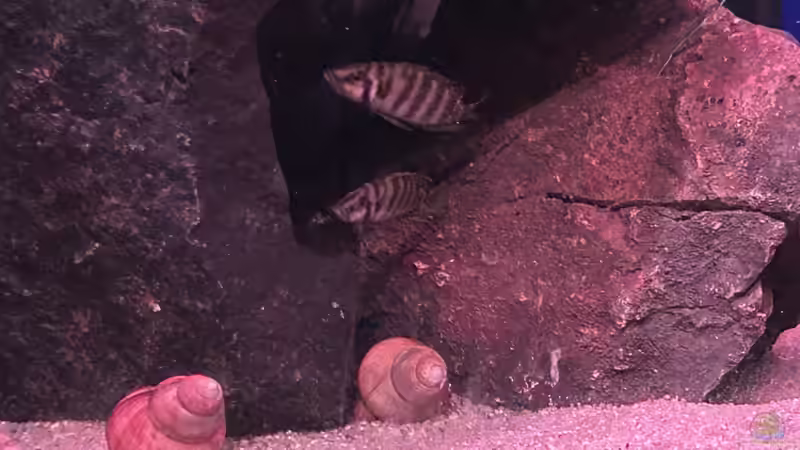 Besatz im Aquarium Mein Tanganjikasee von Mamba (9)