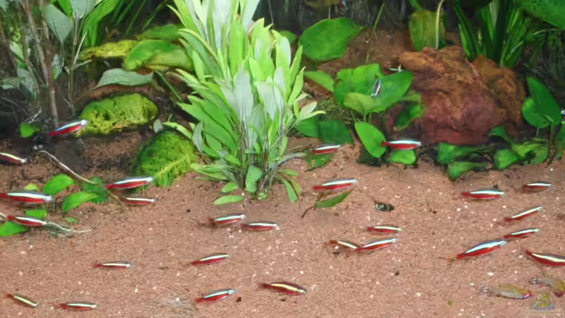 Besatz im Aquarium Mein Traum von moskito242 (11)